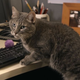 Illustration for article titled Popular NPR show iWait Wait... Don’t Tell Me!/i to employ cats